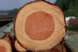 Теплопроводность древесины и плотность дерева